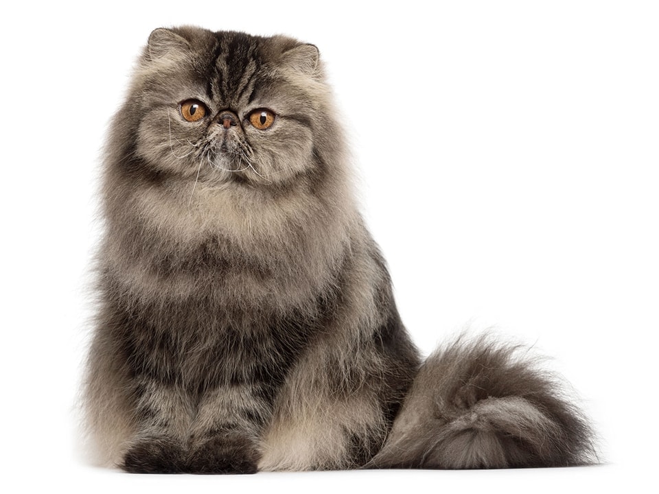 Perzsa macska - Az egyik legismertebb fajta